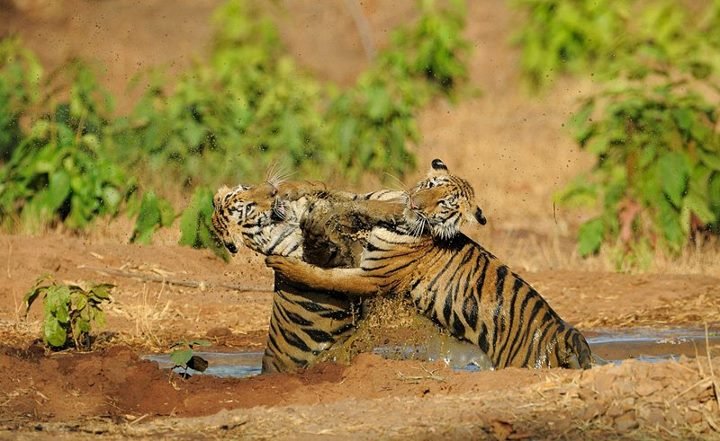 The Expression with Wildlife